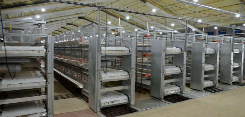 華全官網(wǎng)丨保供電，守安全！華全1000千瓦發(fā)電機(jī)組助力養(yǎng)殖企業(yè)高質(zhì)量發(fā)展